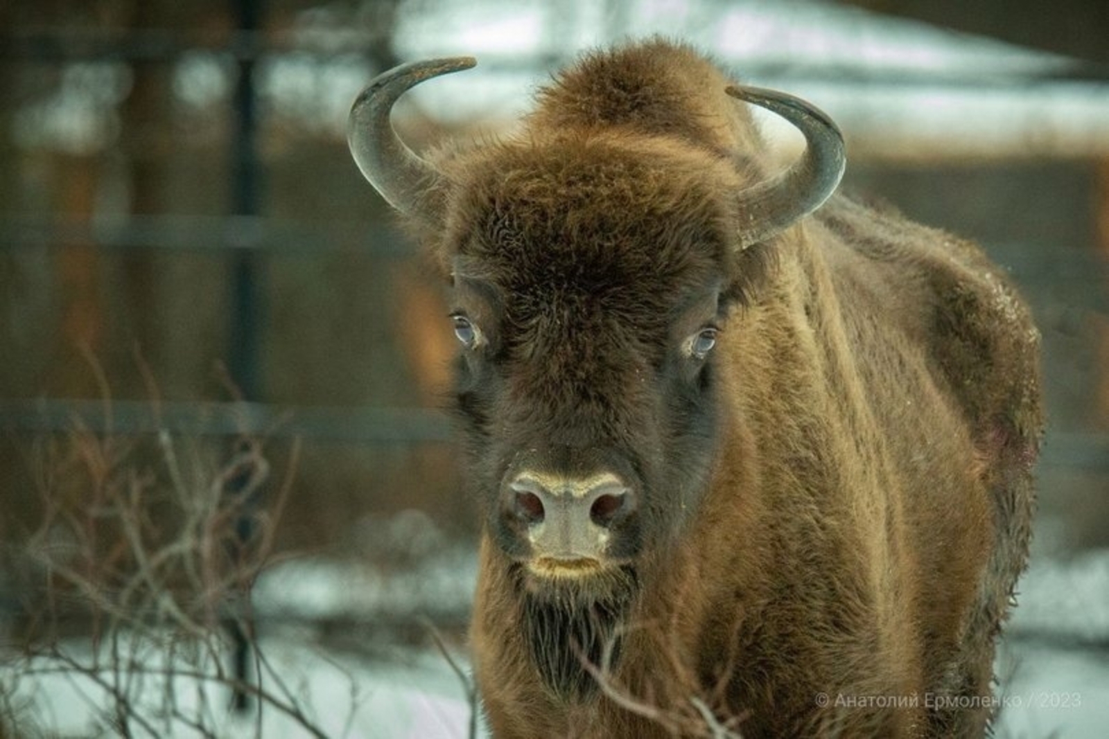 "Зубрҙар даими арта"