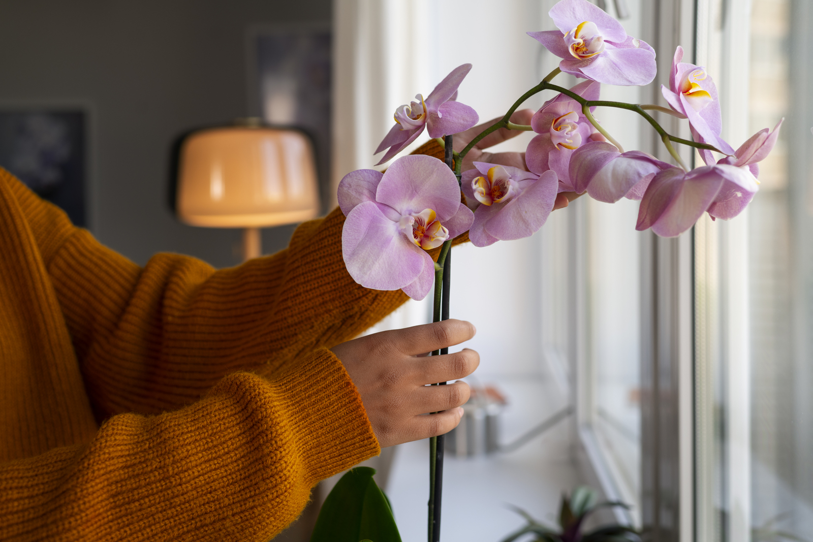 Орхидеяғыҙ сәскә атһын өсөн