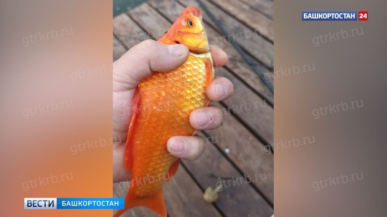 Алтын балыҡмы, әллә?..