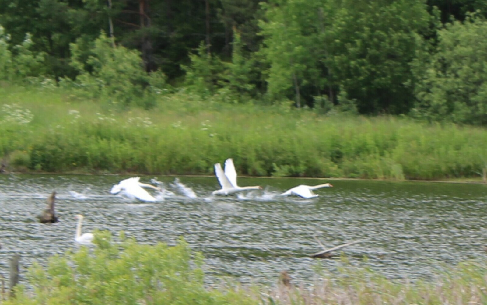 "Урланған ҡыҙ тимәһендәр өсөн..."