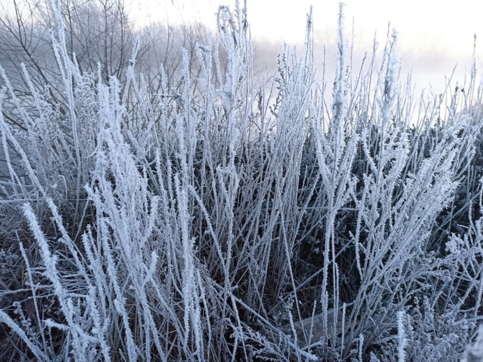 Бирән ҡорһаҡ (Булған хәл)