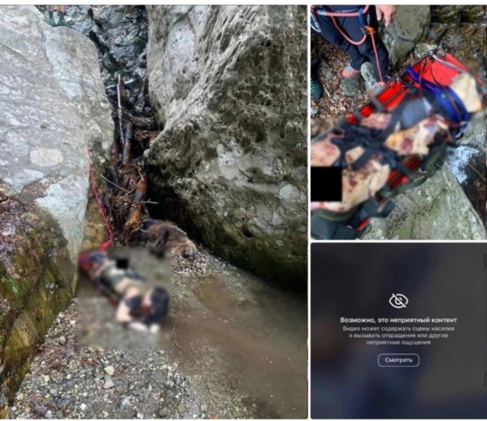 Йә Хоҙай, 19 йәшлек ҡыҙҙы айыу өҙгөсләгән