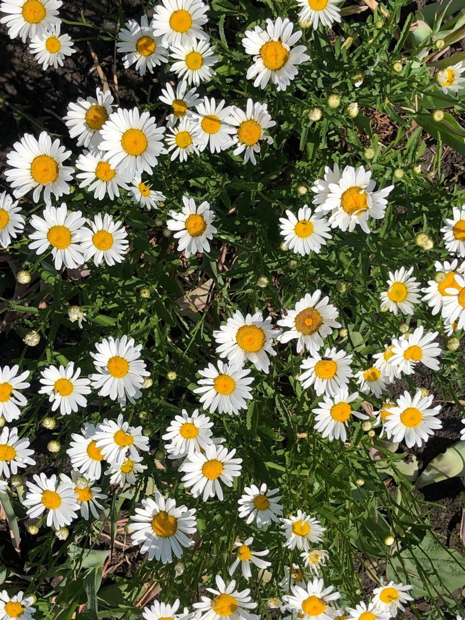 "Ҡыҙыбыҙ уның тағы бер әсәһе барлығын белмәһен"