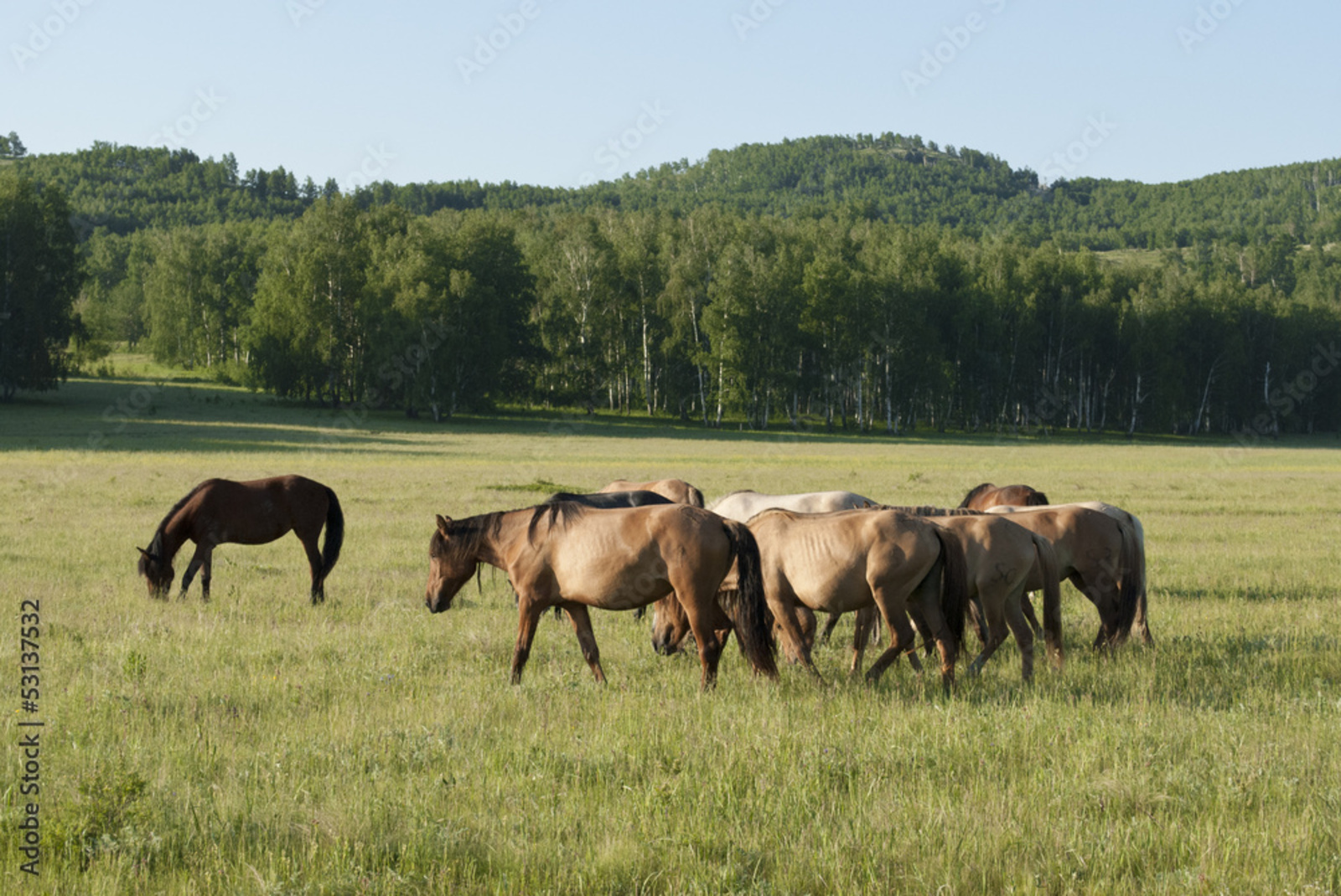 "Кит, шуға кейәүгә сығырһың тип уйламағайным..."