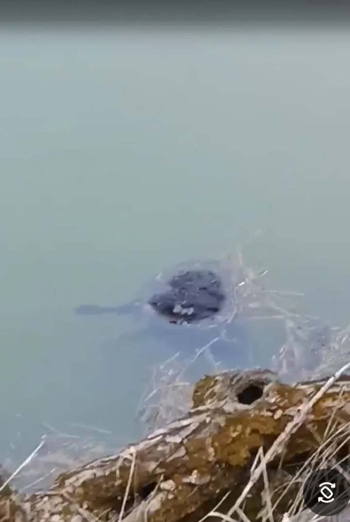 Һарыҡтар һаман бәрәсләй