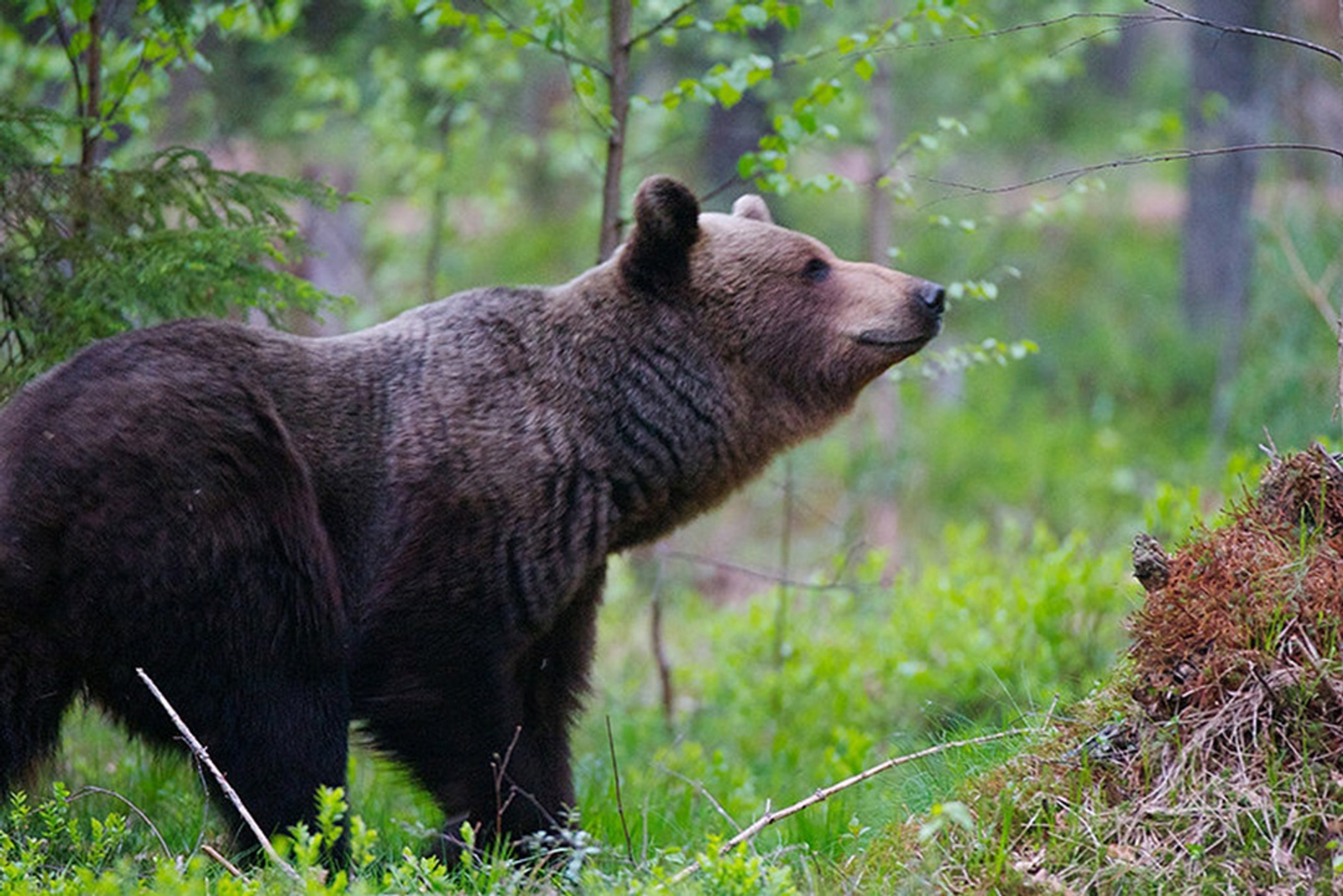 Төшөрөлмәгән кадр